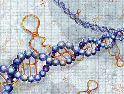 (3)lncrna的一般研究策略