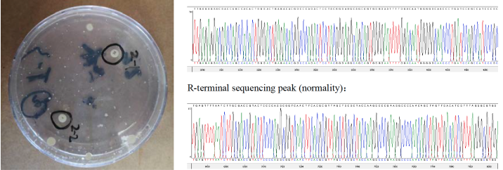 菌种样本与Sanger测序峰图