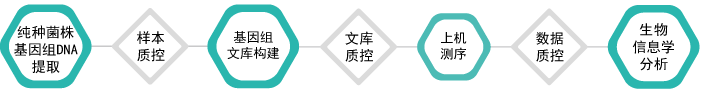 微生物基因组重测序-技术路线-阅微基因