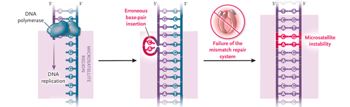 MMR系统与MSI关系_阅微基因